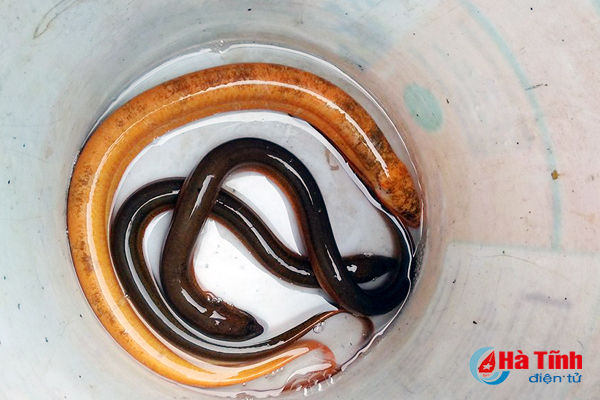 Tát ao, nông dân Hà Tĩnh bắt được lươn 