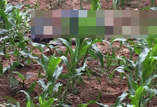 Vụ chém chết đối thủ trong cuộc hỗn chiến ở ruộng ngô: 1 nghi phạm ra đầu thú