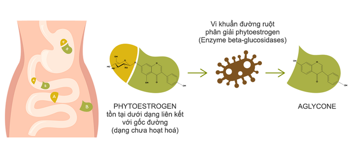 Phytoestrogen dạng Aglycone - giải pháp mới đánh bật triệu chứng mãn kinh ở phụ nữ trung niên