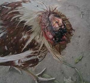 Xem 2 con gà bị chặt đầu vẫn sống thêm đến 1,5 năm