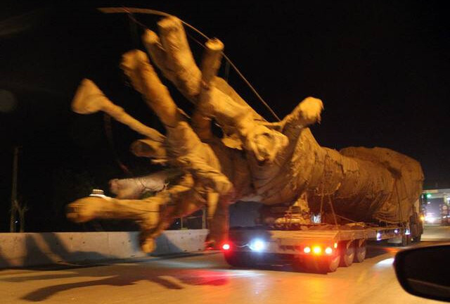 Quảng Bình tìm xe chở cây như 'quái thú' trên QL1A để xử phạt