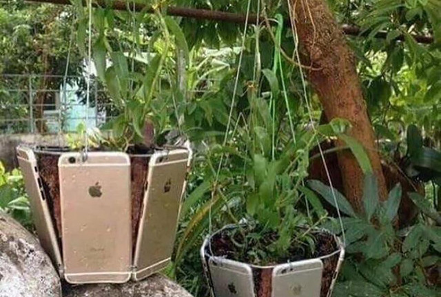 Sốc với độ chịu chơi của con nhà giàu, dùng iPhone làm chậu trồng cây 