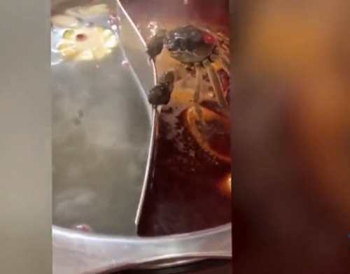 Cận kề 'cửa tử' chú cua đáng thương vẫn gồng mình bám chặt vách ngăn nồi lẩu