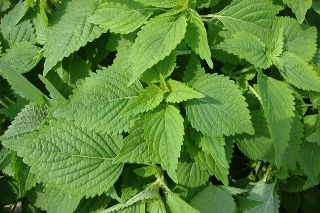 Chữa rôm sảy, mẩn ngứa cho trẻ bằng 4 loại lá quen thuộc