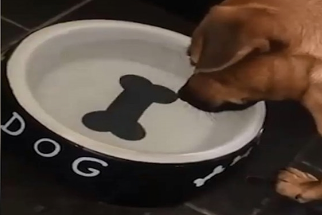 Chú chó đáng thương gặp chủ 'lầy lội' để xương trước mặt mà không ăn được