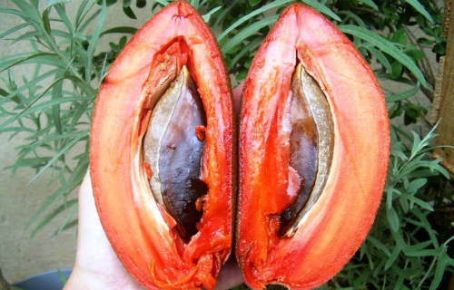 Cận cảnh loại hồng xiêm ruột đỏ nặng 2kg/quả khiến nhiều người choáng váng