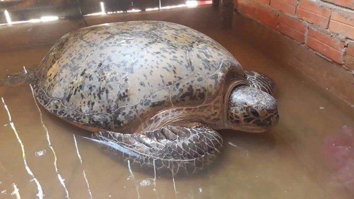 Bắt được rùa biển 200kg, ngư dân từ chối 150 triệu để thả về tự nhiên 