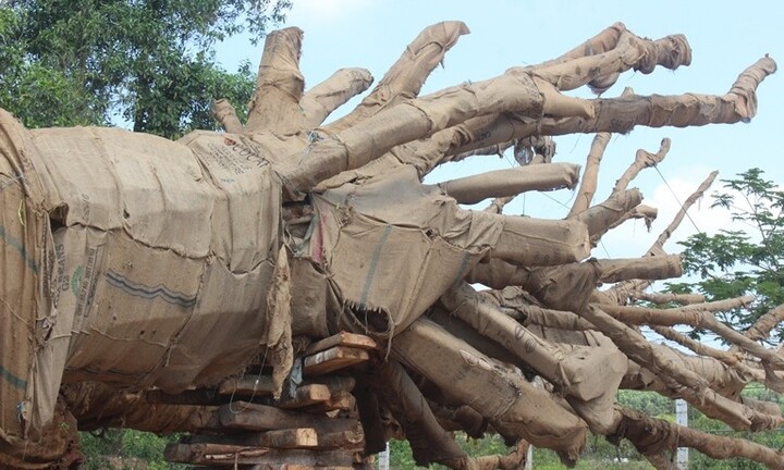 Bộ GTVT truy đường đi của xe chở 3 cây