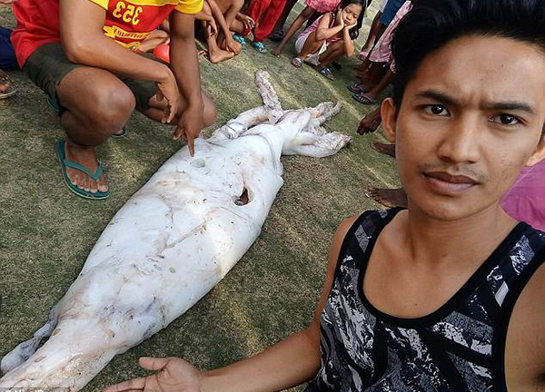 Ngư dân bắt được mực khổng lồ dài hơn 2m khiến dân làng sửng sốt