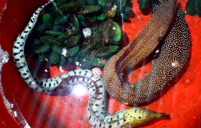 Hai con cá lạ vô tình 'lạc' vào quán nhậu gây xôn xao