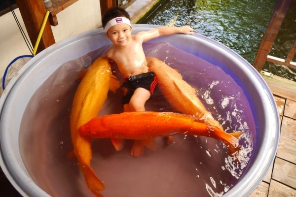 Cậu bé 'vẫy vùng' cùng 3 chú cá Koi siêu 'khủng' trong bồn tắm