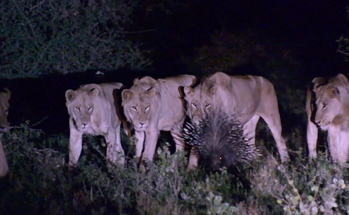 Không muốn biến thành mồi ngon, chú nhím xù lông dọa 7 con sư tử sợ chết khiếp