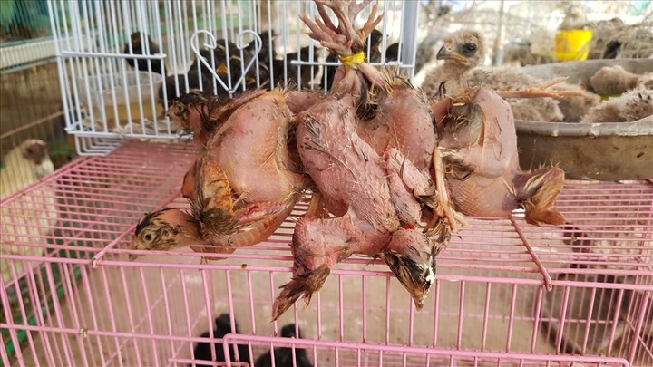 Tàn nhẫn cảnh dùng đèn khò thiêu sống chim rừng bán cho khách ăn