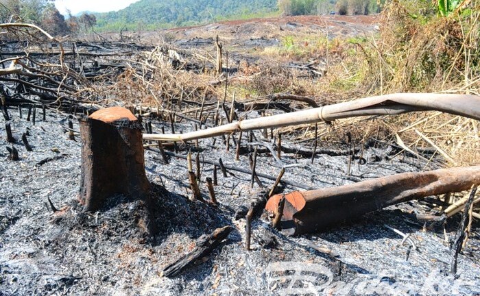 Bắt khẩn cấp Phó trạm trưởng Trạm bảo vệ rừng vì nhận hối lộ