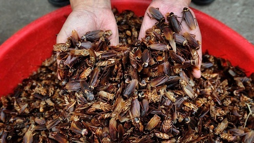 Cận cảnh trang trại khổng lồ nuôi 6 tỷ con gián mỗi năm để làm thuốc ở Trung Quốc