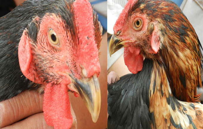 Kỳ lạ con gà trống có 'diện mạo' nửa trống nửa mái, gáy được hai giọng