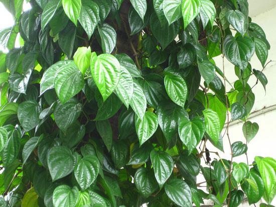 Mách bạn” bài thuốc trị bệnh gout từ lá trầu không hiệu quả