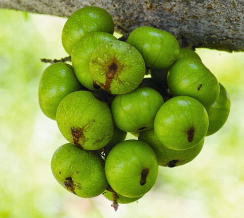 Lợi và hại từ quả sung mà không phải ai cũng biết