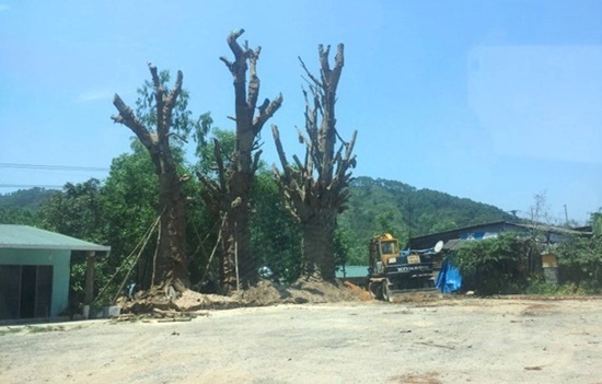 3 cây “quái thú” phải trồng bất đắc dĩ bên vệ đường 