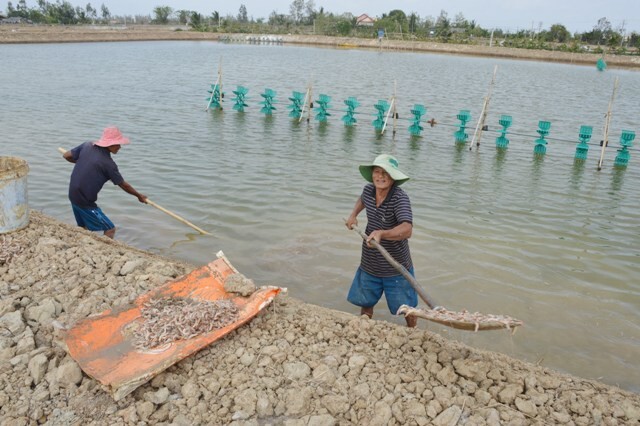 Sóc Trăng: Khởi tố vụ ném thuốc độc làm chết hàng triệu con tôm