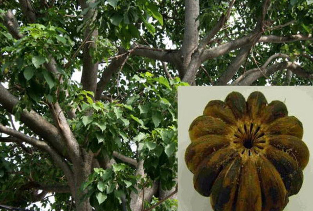 Giật mình loại hạt khiến 7 trẻ em nhập viện cấp cứu