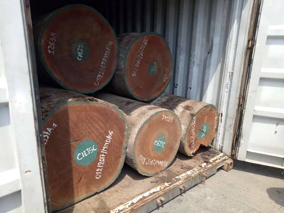 Hơn 7 tấn nghi vảy tê tê được ngụy trang tinh vi trong các khúc gỗ ở cảng Cát Lái