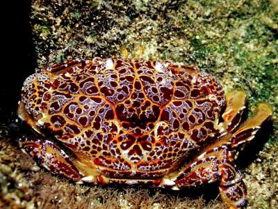 Cua mặt quỷ: Không biết ăn phải tử vong như chơi