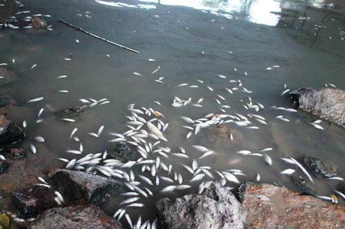 Quảng Ngãi: Cá chết nổi trắng sông, kéo dài 10km