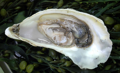 Ăn hàu sống: Cẩn trọng mắc bệnh truyền nhiễm 