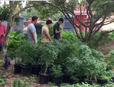 Đột kích tụ điểm trồng gần 1.000 cây nghi cần sa, truyền đạo 