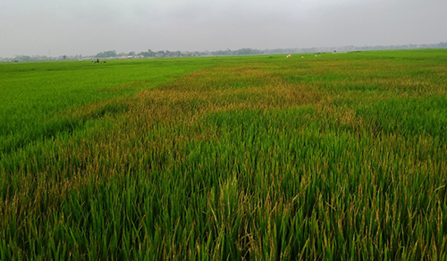 Nghi người tình lấy ví, lão nông phun thuốc diệt cỏ vào ruộng lúa để trả đũa