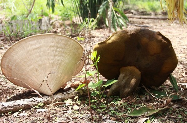 Đắk Lắk: Phát hiện nấm lạ 