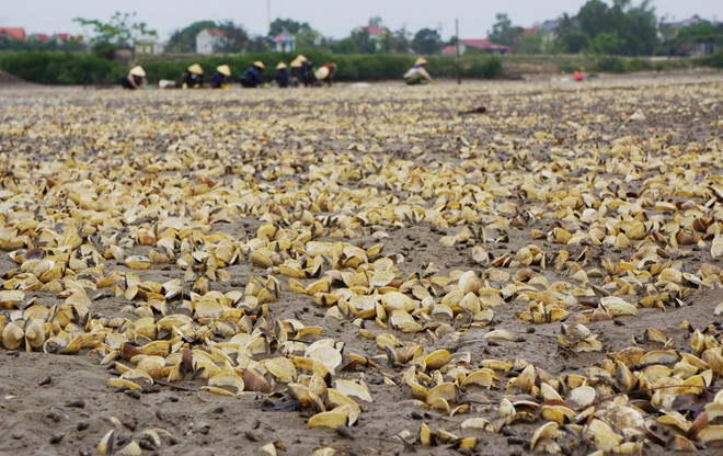 Xác định nguyên nhân ban đầu khiến gần 100 tấn ngao chết trắng đầm