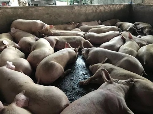 Vạch trần cơ sở chuyên bơm nước vào lợn trước khi đưa đi tiêu thụ