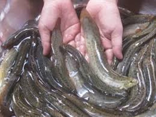 Món ăn bồi bổ sức khỏe, tăng ham muốn sinh lý cho đàn ông