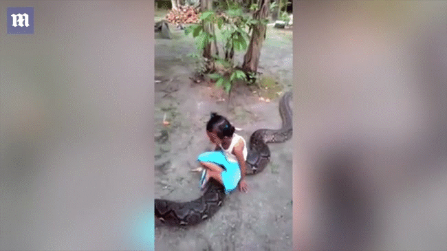 Bố mẹ vô tư để 2 con gái nhỏ cưỡi trăn khủng, nguy hiểm khiến người xem phát hoảng