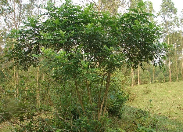 Cây Ưng bất bạc- vị thuốc quý ngàn năm cho lá gan 