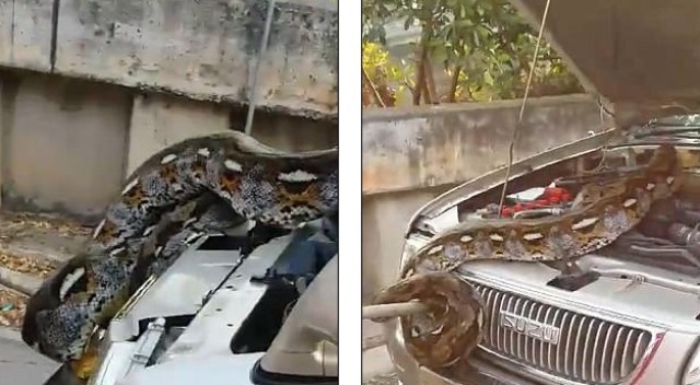 Khinh hoàng phát hiện con trăn nặng 30kg trong cốp xe 