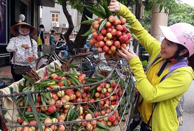 Thực hư thông tin vải thiều Bắc Giang 3.000 đồng/kg, nông dân phải đổ xuống sông