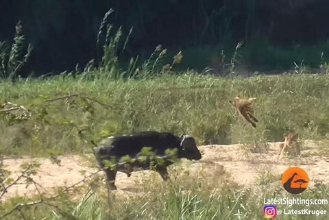 Video: Trâu rừng dũng cảm húc bay sư tử để cứu kỳ đà