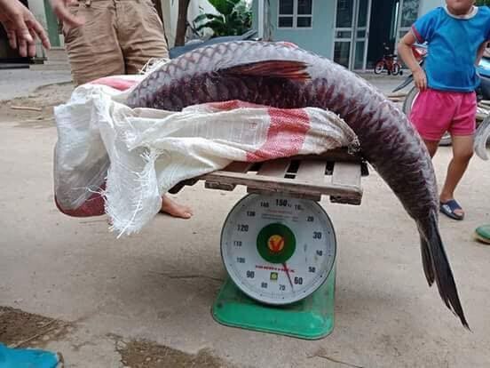 Cận cảnh cá trắm khổng lồ nặng 61kg tại hồ Thác Bà 