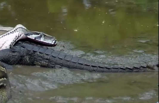 Video: Trăn Miến Điện khổng lồ kết liễu cá sấu Nam Mỹ trong 