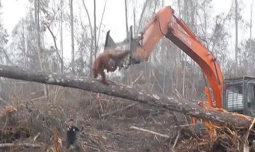 Video: Đười ươi 