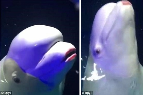 Bỗng dưng nổi hứng tô son cho cá voi, cô gái hứng “gạch đá” hàng loạt