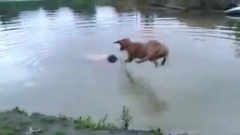 Video: Chú chó dũng cảm lao ra cứu chủ chới với giữa dòng nước