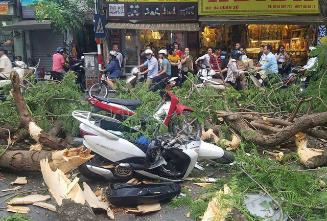 Tin tức thời sự 24h mới nhất ngày 15/6/2018: Cổ thụ bất ngờ đổ, đảm bảo an ninh dịp World Cup 2018