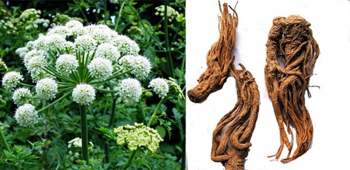 Tác dụng chữa bệnh của đương quy