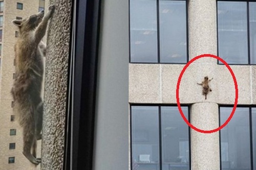Thót tim xem gấu mèo liều lĩnh leo dọc tường tòa nhà 23 tầng