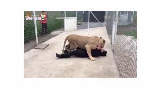 Video: Sư tử mừng rỡ, quấn quýt khi gặp lại người từng nhận nuôi