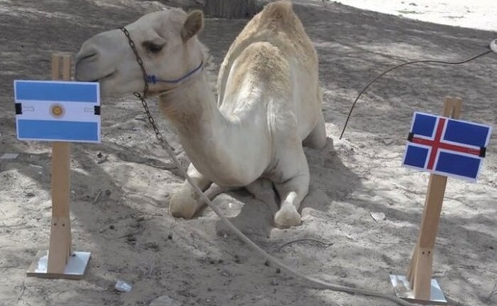 'Tiên tri' lạc đà dự đoán kết quả trận Argentina vs Iceland